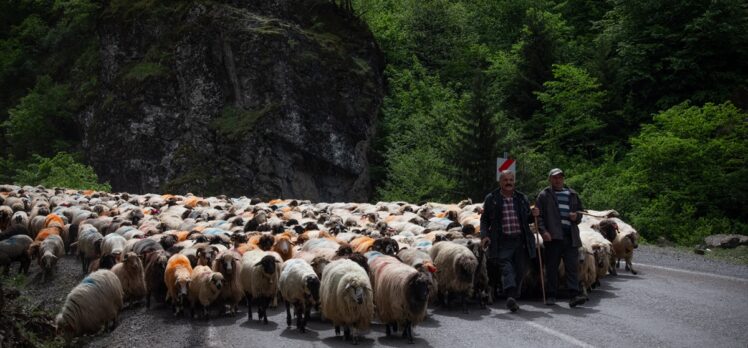 Doğu Karadeniz'de besicilerin yaylalara göçü sürüyor