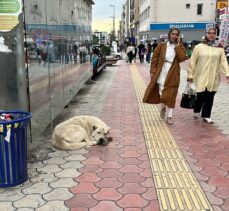 Hatay'da sahipsiz köpeklerin öğrencilere saldırması cep telefonu kamerasında