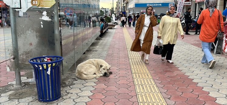 Hatay'da sahipsiz köpeklerin öğrencilere saldırması cep telefonu kamerasında