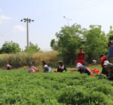 Kilis'te tarım işçileri, 1 Mayıs Emek ve Dayanışma Günü'nde de üretime katkı sağlıyor