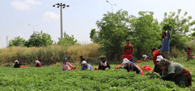 Kilis'te tarım işçileri, 1 Mayıs Emek ve Dayanışma Günü'nde de üretime katkı sağlıyor