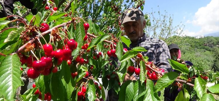 Mersin'de yetiştirilen kiraz tezgahtaki yerini aldı