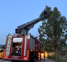 Muğla'da ağaçtan düşen karga yavrusu yuvasına koyuldu