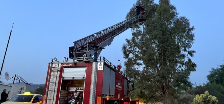 Muğla'da ağaçtan düşen karga yavrusu yuvasına koyuldu