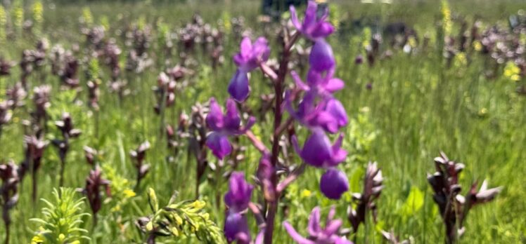 Samsun'da özel izinle yetiştirilen salep orkidesi üreticisine gelir kapısı oldu