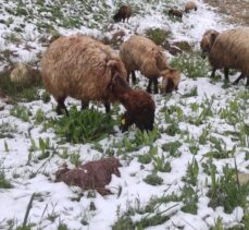 Şırnak'ta kar yağışı