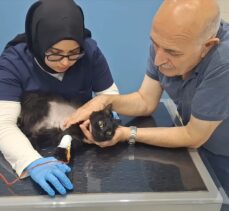 Sivas'ta karın boşluğunda biriken kan vücuduna nakledilen kedi hayata tutundu