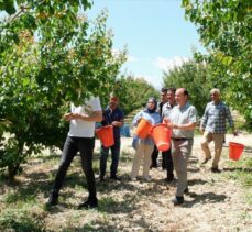 Tescilli Mut kayısısında 120 bin ton rekolte bekleniyor