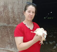 Adana'da yumurtadan 4 ayaklı civciv çıktı