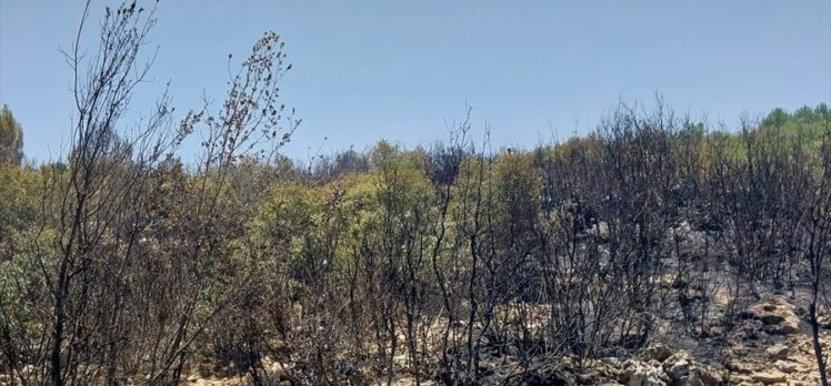 Antalya'da çıkan orman yangını söndürüldü