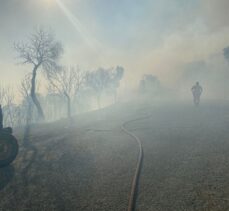 Aydın'da makilik ve zeytinlik alanda yangın çıktı