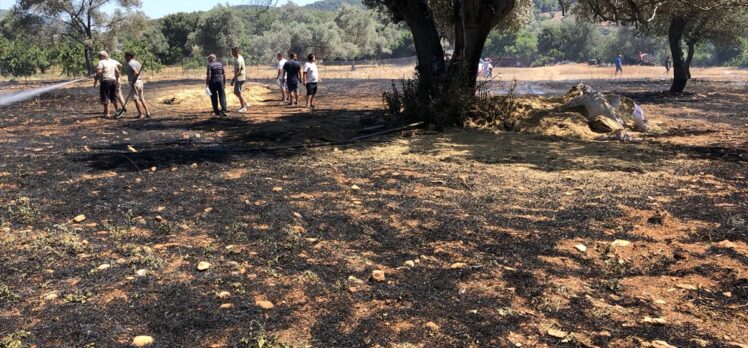 Bodrum'da zeytinlikte çıkan yangın ormanlık alana sıçramadan söndürüldü