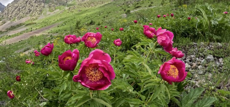 Erzurum-Rize sınırındaki zirveler doğaseverleri bekliyor