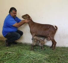 Hakkari'de bitkin bulunan 2 yaban keçisi yavrusu “süt anne”yle hayata tutundu