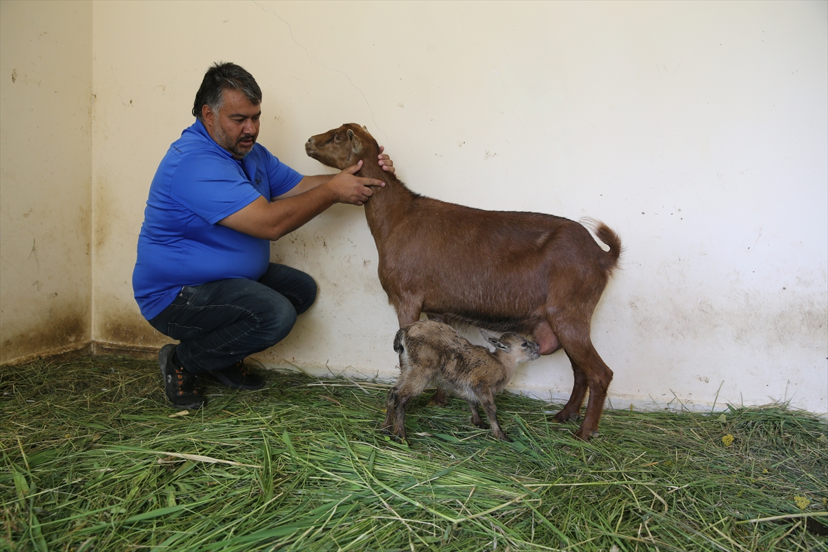 Hakkari'de bitkin bulunan 2 yaban keçisi yavrusu “süt anne”yle hayata tutundu