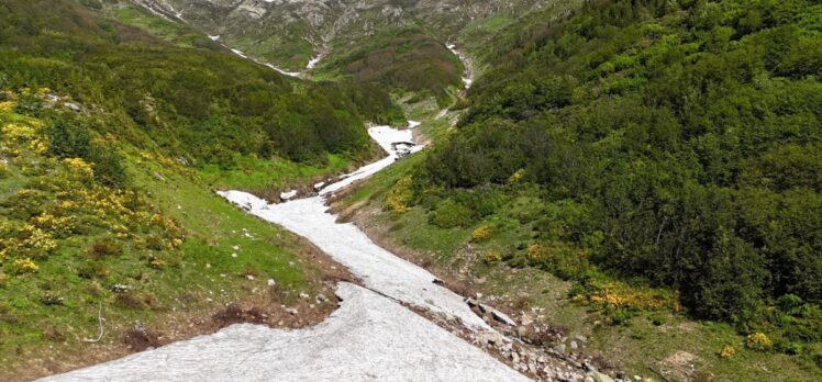 Kaçkar Dağları'nda endemik bitki türleri çiçek açtı