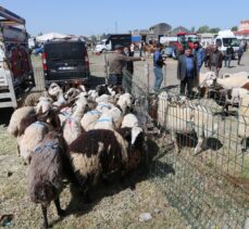 Kars, Ardahan ve Ağrı'daki kurban pazarlarında hareketlilik arttı