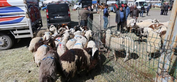 Kars, Ardahan ve Ağrı'daki kurban pazarlarında hareketlilik arttı