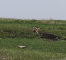 Kars'ta yuvalarından çıkan tilki ailesi yavrularıyla görüntülendi