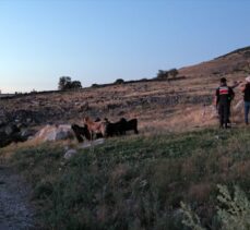 Konya'da kayıp keçiler dronla bulundu