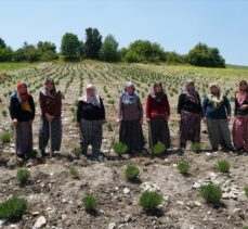 Kütahyalı kadınlar kurdukları kooperatifle güç birliği yaparak lavanta yetiştiriyor