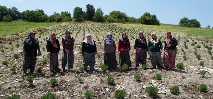 Kütahyalı kadınlar kurdukları kooperatifle güç birliği yaparak lavanta yetiştiriyor