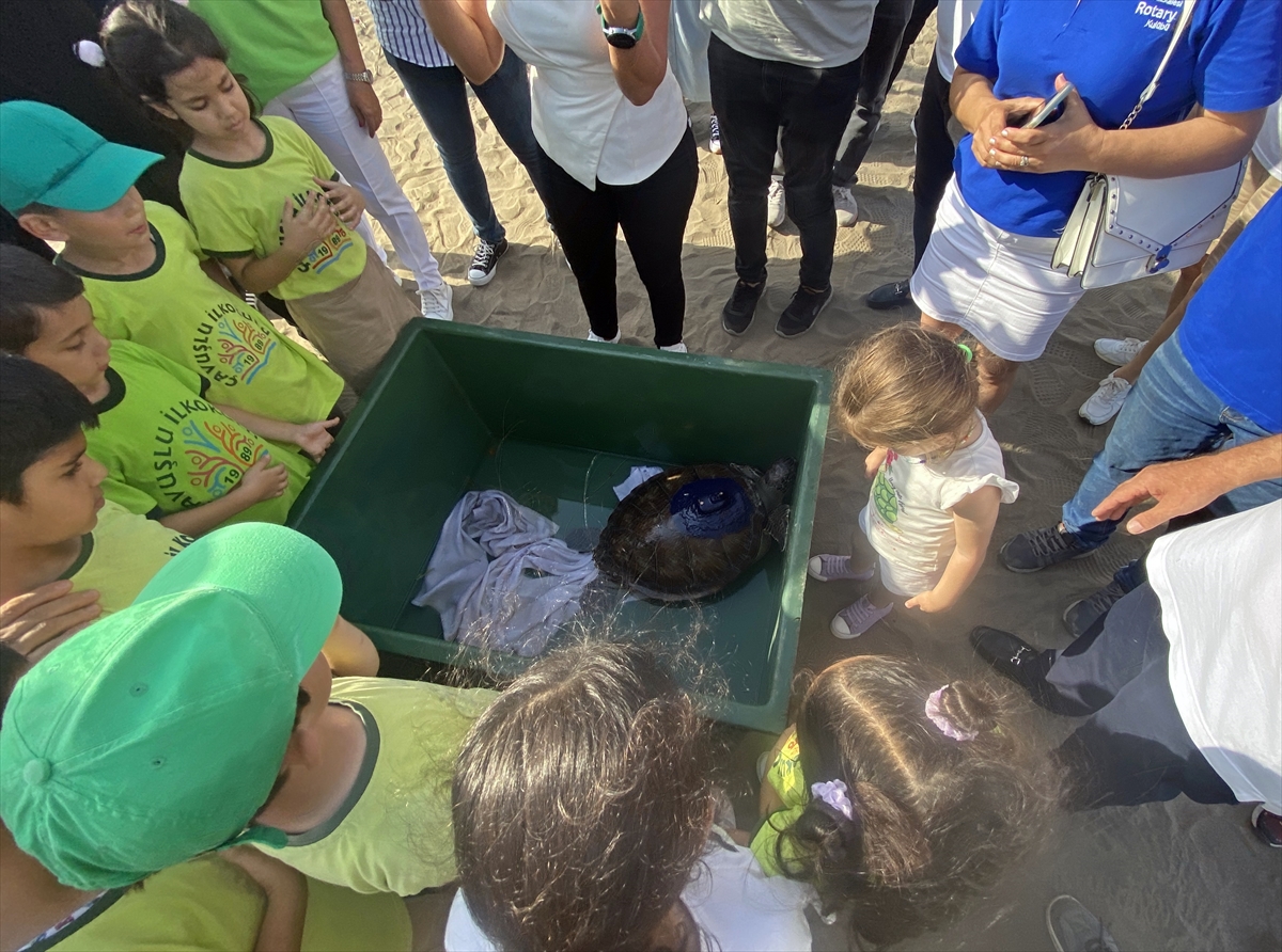 Mersin'de uydu takip cihazı takılan 2 yeşil deniz kaplumbağası denize salındı