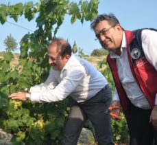 Mersin'deki “Tarım Kampüsü”nde yetiştirilen üzümler hasat edildi