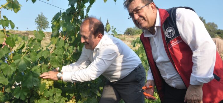 Mersin'deki “Tarım Kampüsü”nde yetiştirilen üzümler hasat edildi