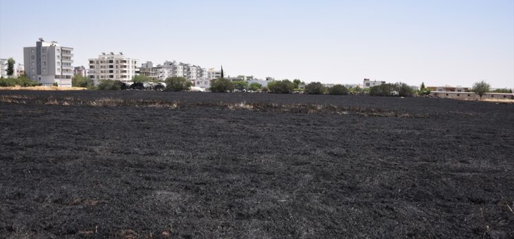 Şanlıurfa'da çıkan yangında yaklaşık 40 dönüm buğday ekili alan yandı