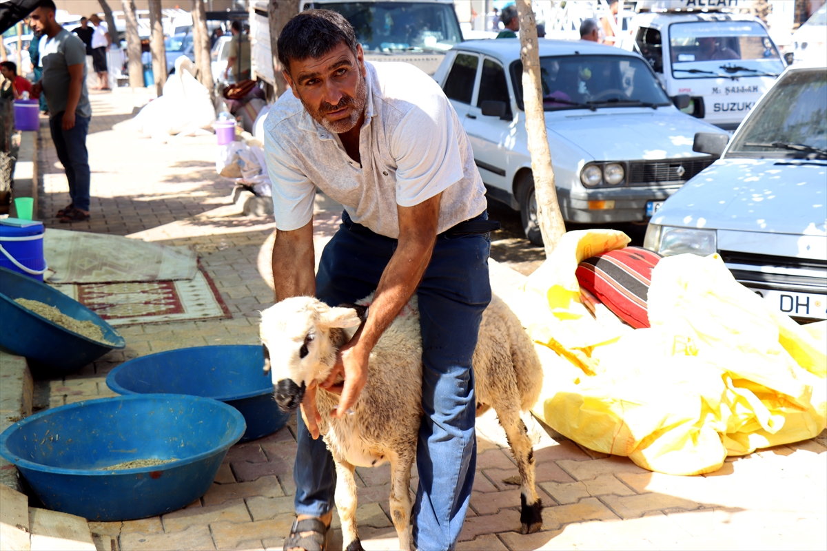 Şanlıurfa'daki hayvan pazarlarında hareketlilik sürüyor