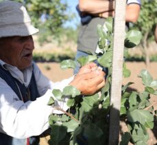 Siirt'te fıstık aşılama çalışmaları yapıldı