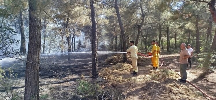 Sinop'ta çıkan yangında 1 dönüm ormanlık alan zarar gördü