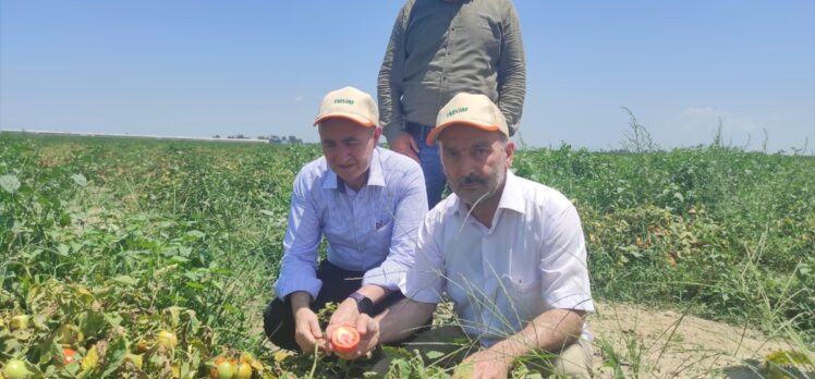 TARSİM heyeti Adana'daki bitkilerde oluşan güneş yanığını gözlemledi