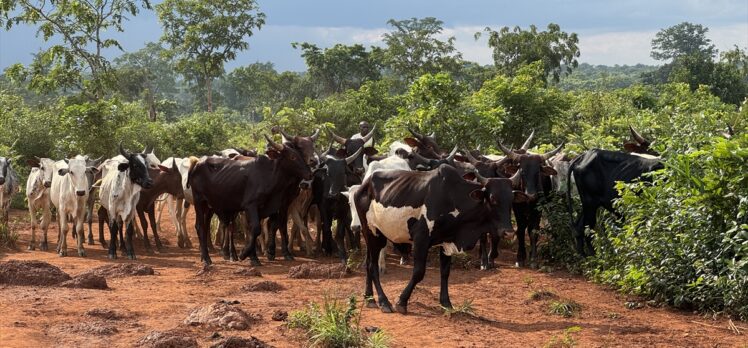 TDV, Orta Afrika Cumhuriyeti'nde kurban etlerini 20 bölgede dağıtıyor