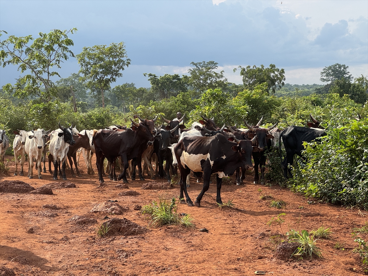 TDV, Orta Afrika Cumhuriyeti'nde kurban etlerini 20 bölgede dağıtıyor
