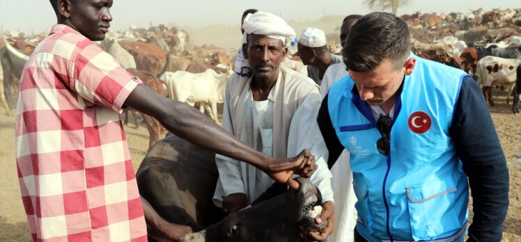 Türkiye Diyanet Vakfı, Sudan'da 1500 büyükbaş kurbanlık kesecek