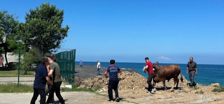 Zonguldak'ta kesime getirildiği sırada denize kaçan boğayı itfaiye ekipleri yakaladı