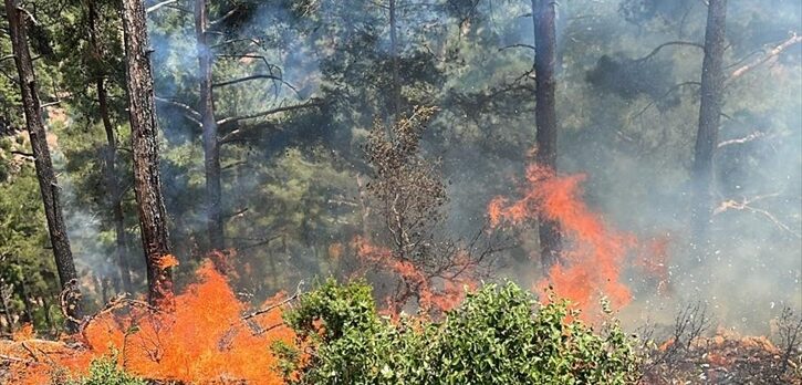 Adana'da çıkan orman yangınına müdahale ediliyor