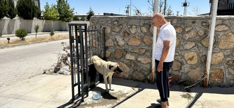 Adıyaman'da demir kapıya sıkışan köpek kurtarıldı