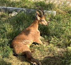 Ağrı'da araç çarpması sonucu yaralanan yaban keçisi tedaviye alındı