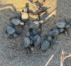 Alanya'da yuvalarından çıkan caretta caretta yavrularının denize yolculuğu görüntülendi