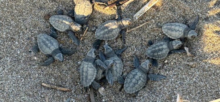 Alanya'da yuvalarından çıkan caretta caretta yavrularının denize yolculuğu görüntülendi