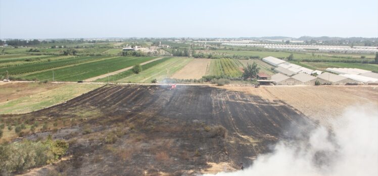 Antalya'da çıkan yangın zeytin ve meyve ağaçlarına zarar verdi