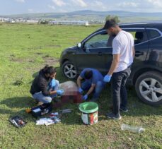 Ardahan'da kent merkezine inen boz ayıyı uzaklaştırmak için ekipler seferber oldu