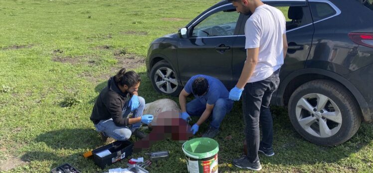 Ardahan'da kent merkezine inen boz ayıyı uzaklaştırmak için ekipler seferber oldu