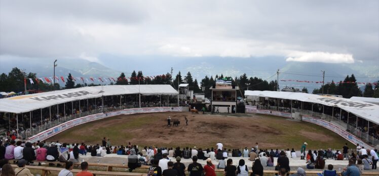 Artvin'de “43. Kafkasör Kültür, Turizm ve Sanat Festivali” boğa güreşleriyle sürdü