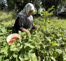 Asırlık İmoş nine bahçesinden kopamıyor