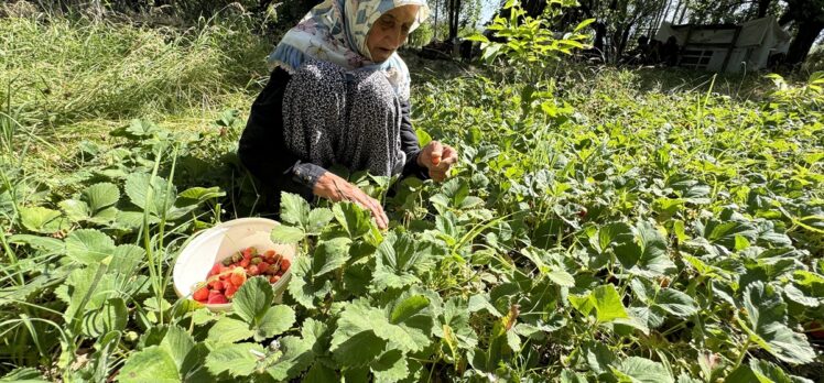 Asırlık İmoş nine bahçesinden kopamıyor