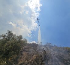 Aydın'da ağılda başlayıp zeytinlik alana sıçrayan yangın kontrol altında